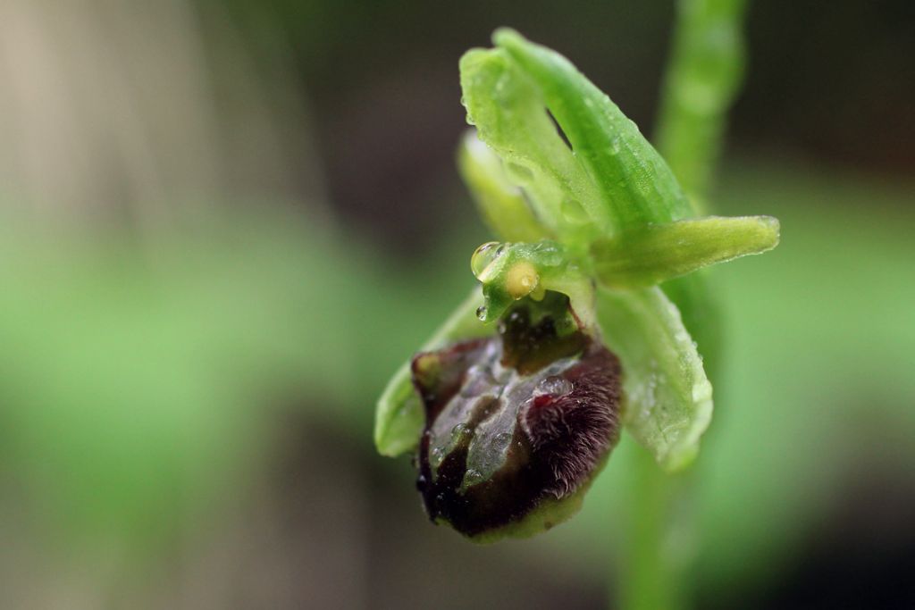 Aiuto e conferma identificazione orchidee